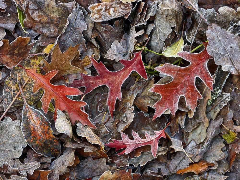 Фотография автора Дьяченко Игорь