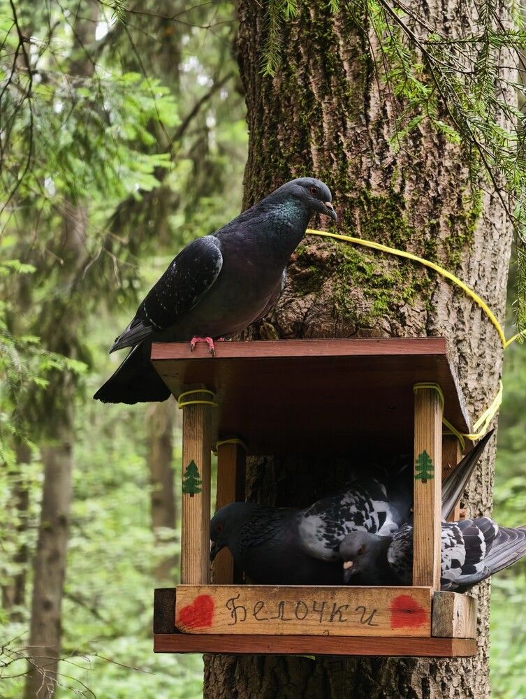 Photograph by Галина Бессуднова