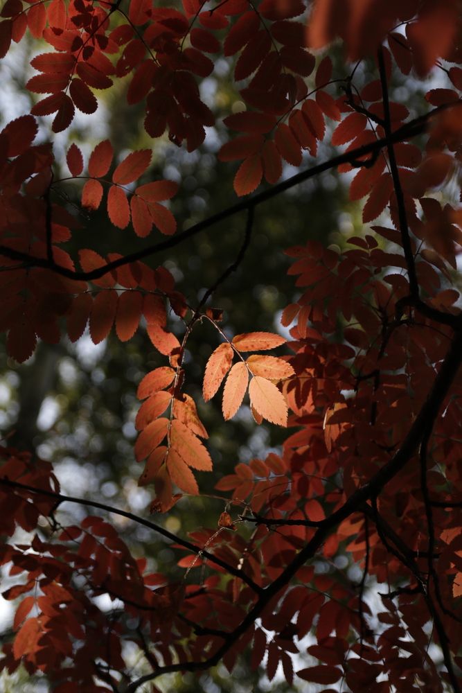 Photograph by Ирина Рыжова