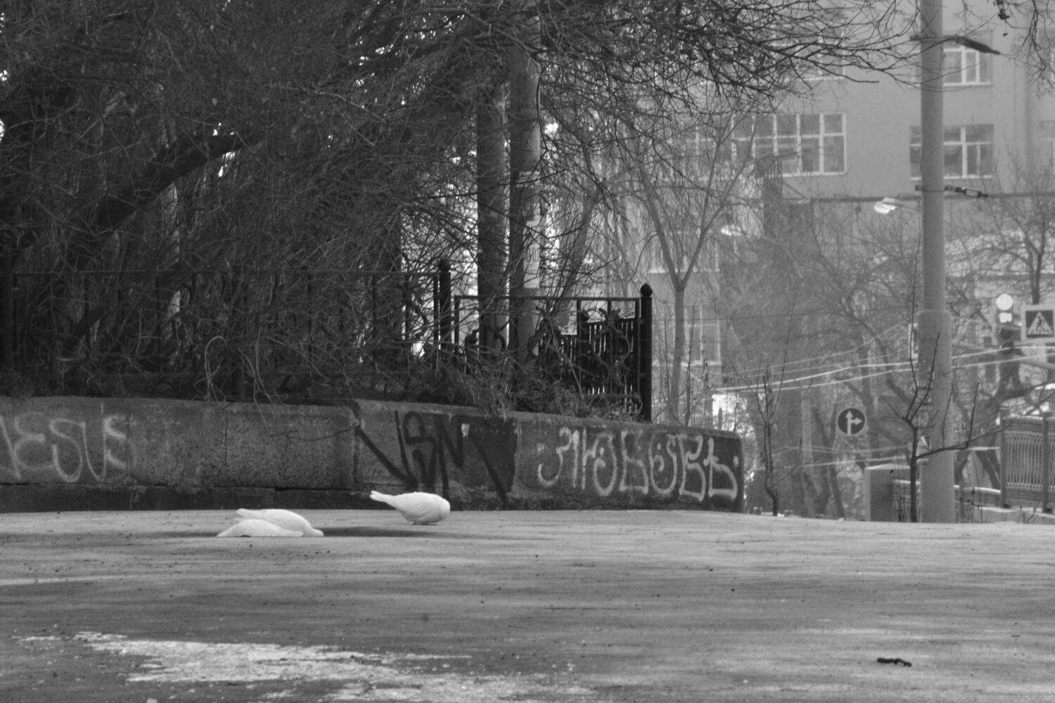 Photo #12949298