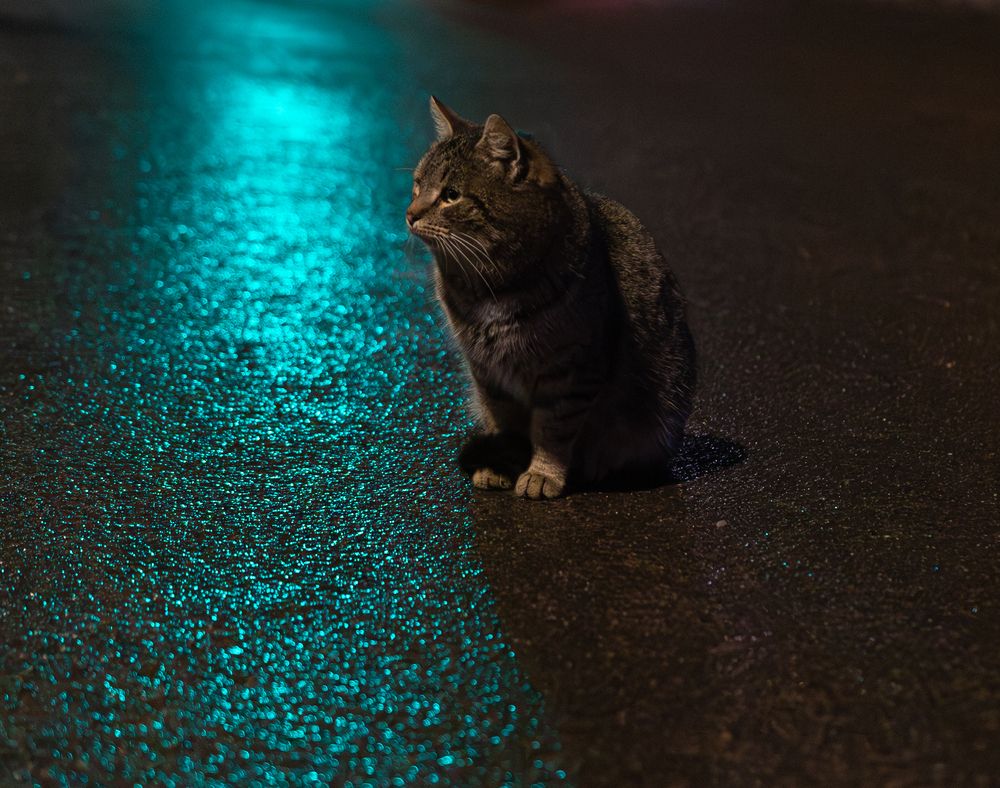 Фотография автора Алина Руденко