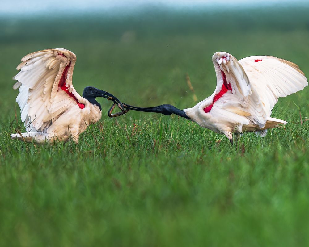 A Fierce Tug-of-War