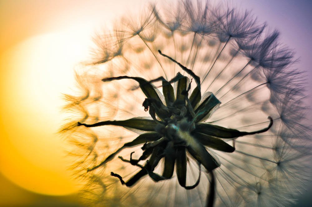 закат из одуванчика