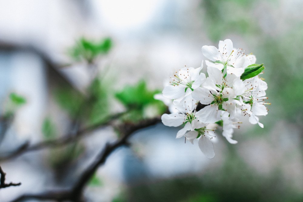 Цветение Долгожданной Весны