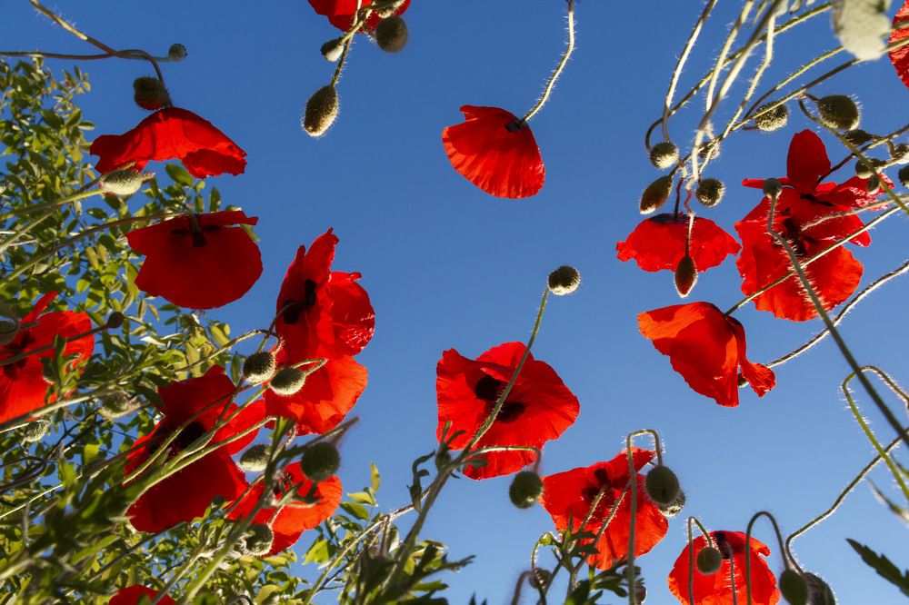 Когда маки были большими