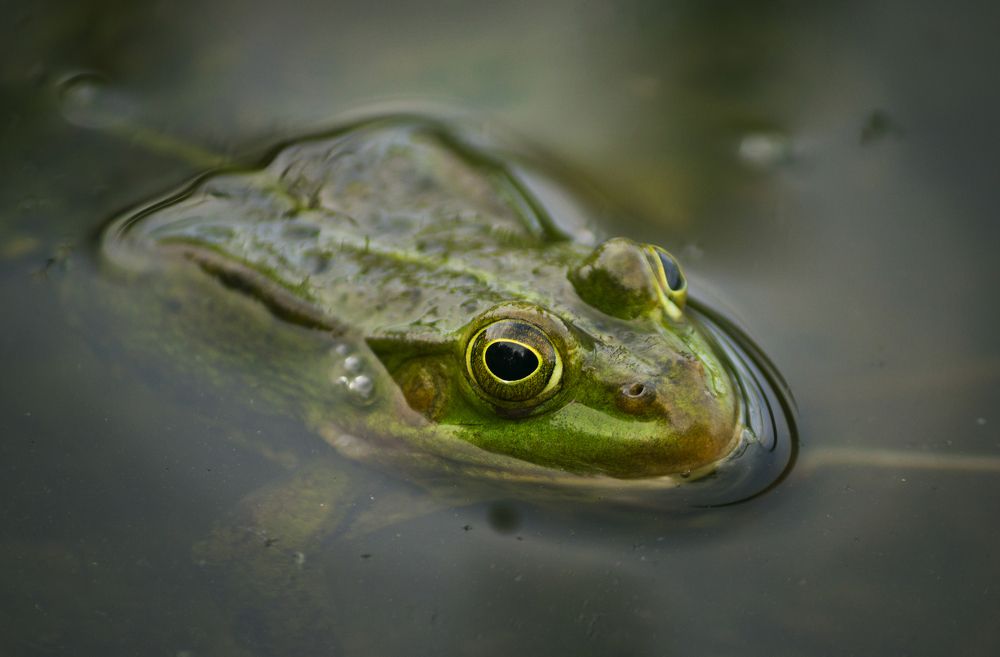 Царевна лягушка