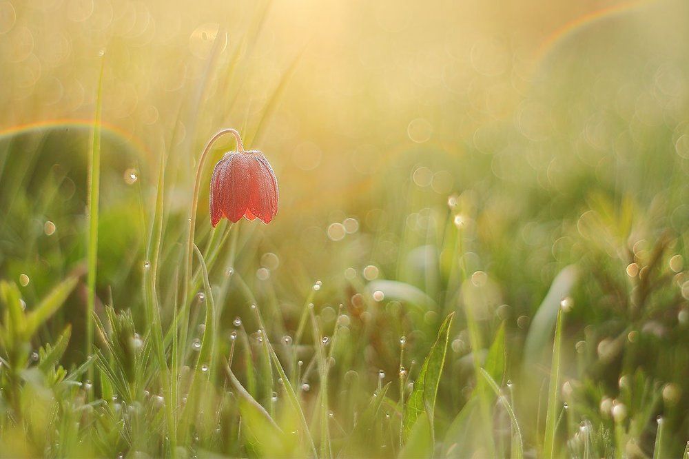 Утренний жемчуг