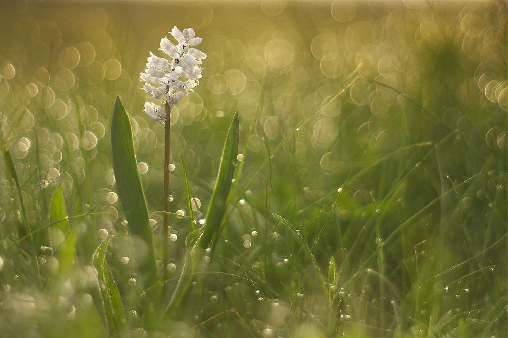 Феерия боке