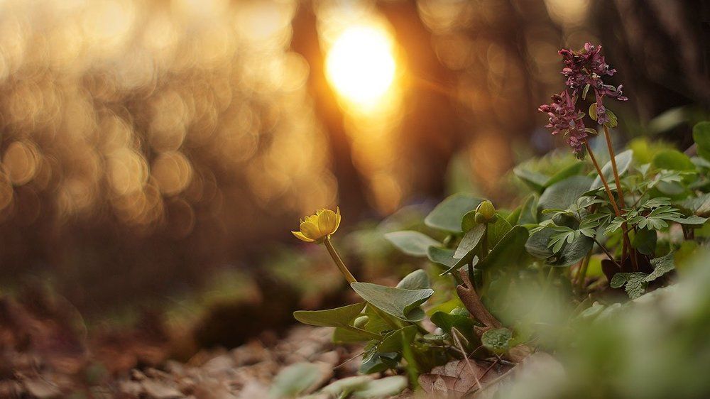Закат в весеннем лесу