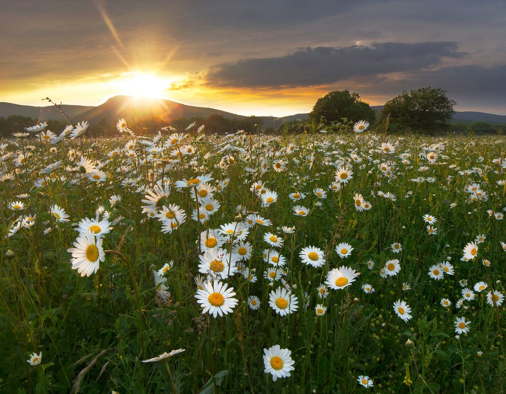 Полевые ромашки.