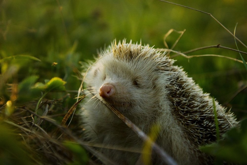 Запахи и любопытство
