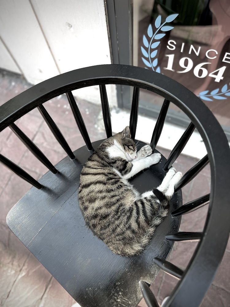 Sleeping Beauty (on a Chair)