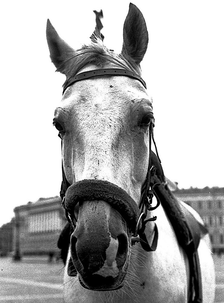 Photograph by Владимир Малёшин