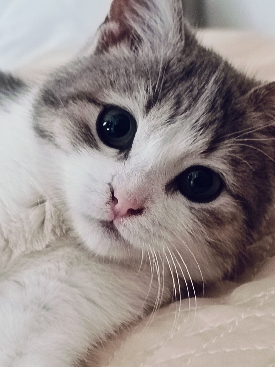 Photo #12950760