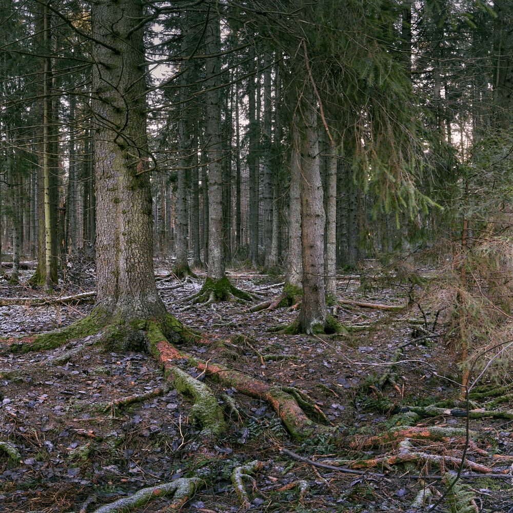 Фотография автора Денис Голенков