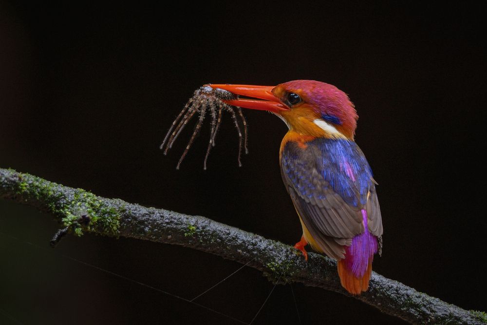 The Pause Before Flight