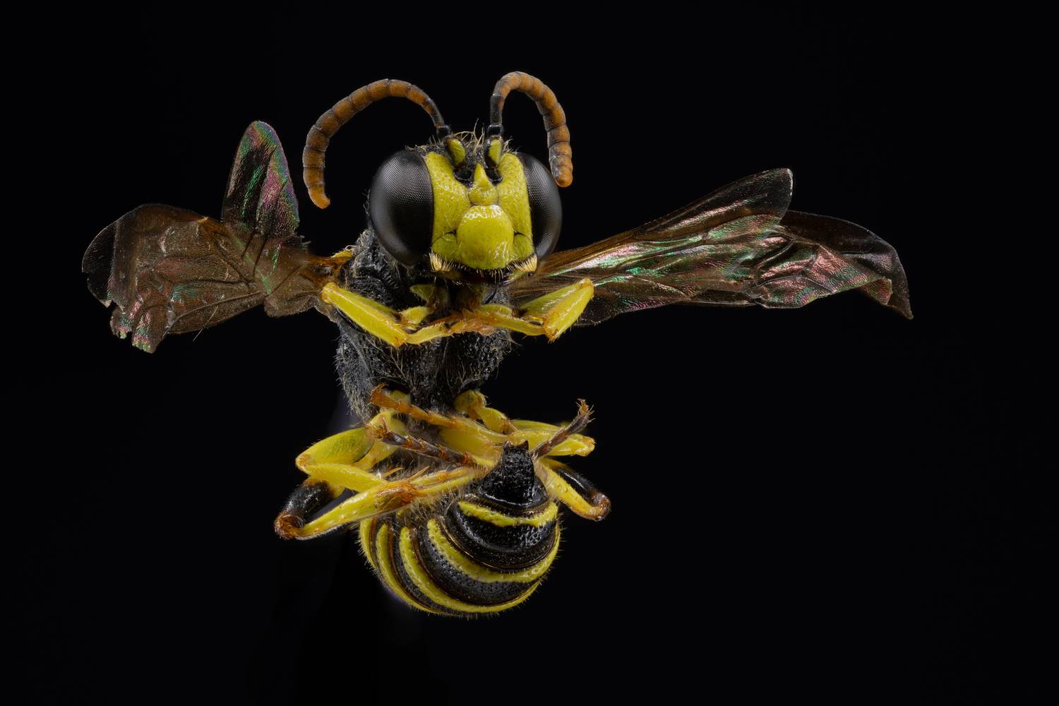 Weevil Wasp Weevil Wasp