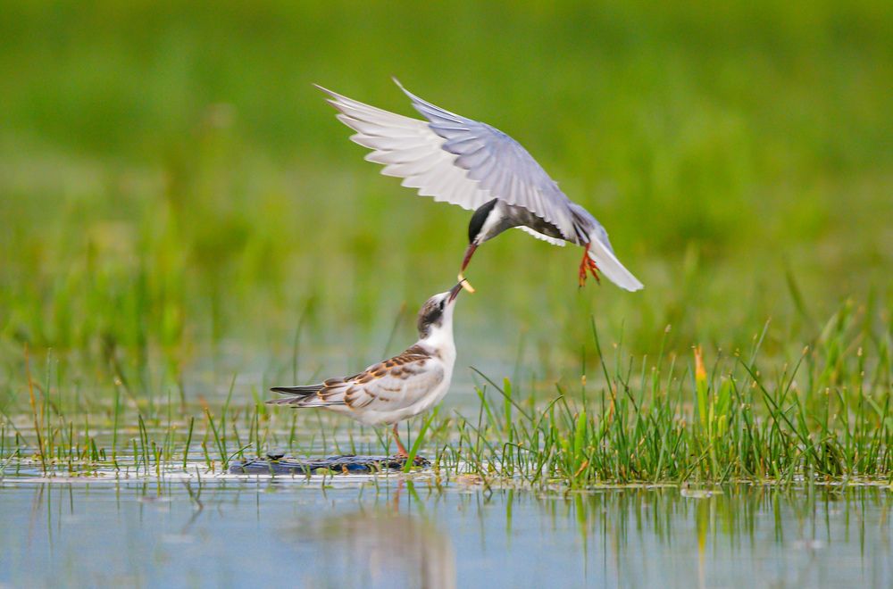 Whiskered tern