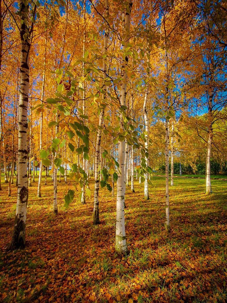 Photograph by Inna Evseeva