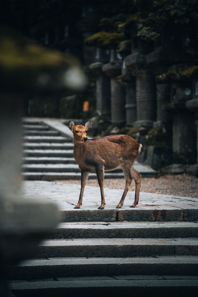 Cute deers in Nara Park.