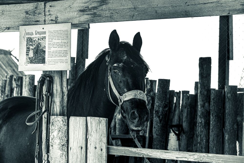 Photograph by Сергей Аникушин