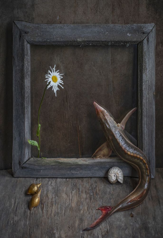 Душа опять покляньчить норовит обнову, ромашковой мечты на голову венок