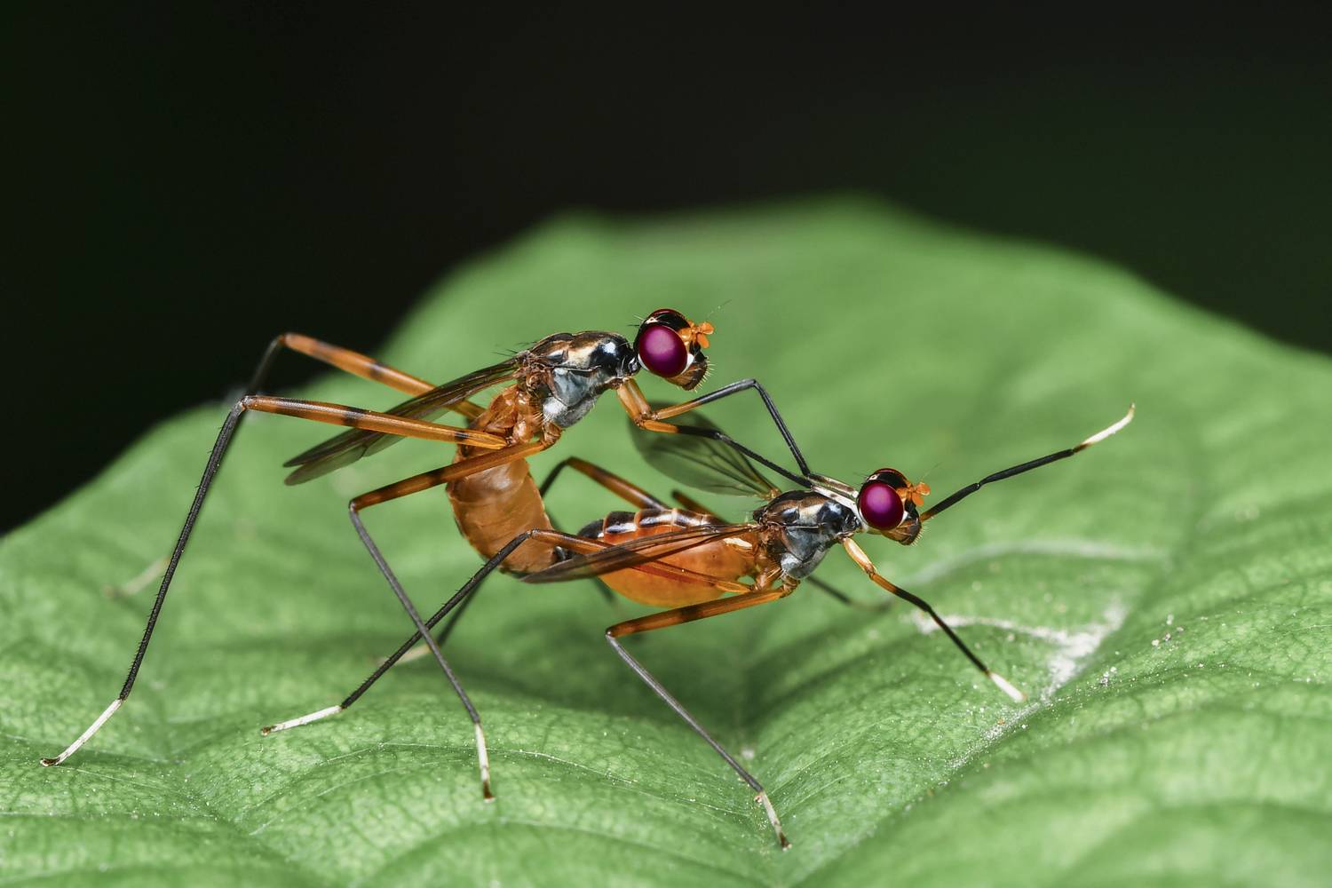 Mating of Stilt Legged Fly