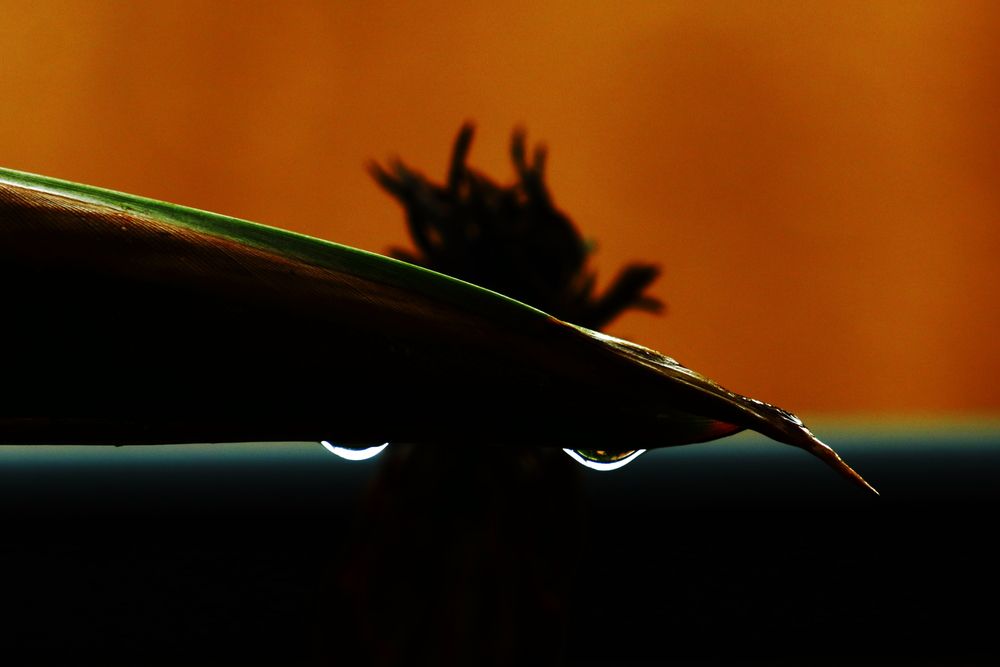 Photograph by Ernest Spiteri Gonzi