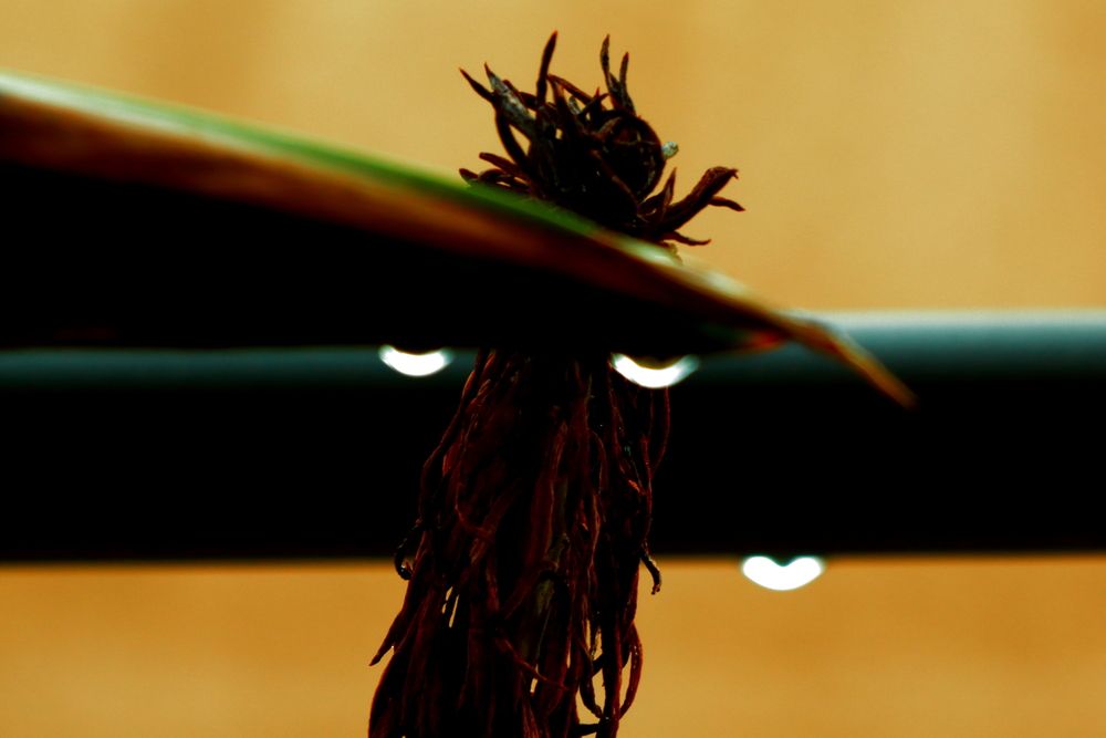 Photograph by Ernest Spiteri Gonzi