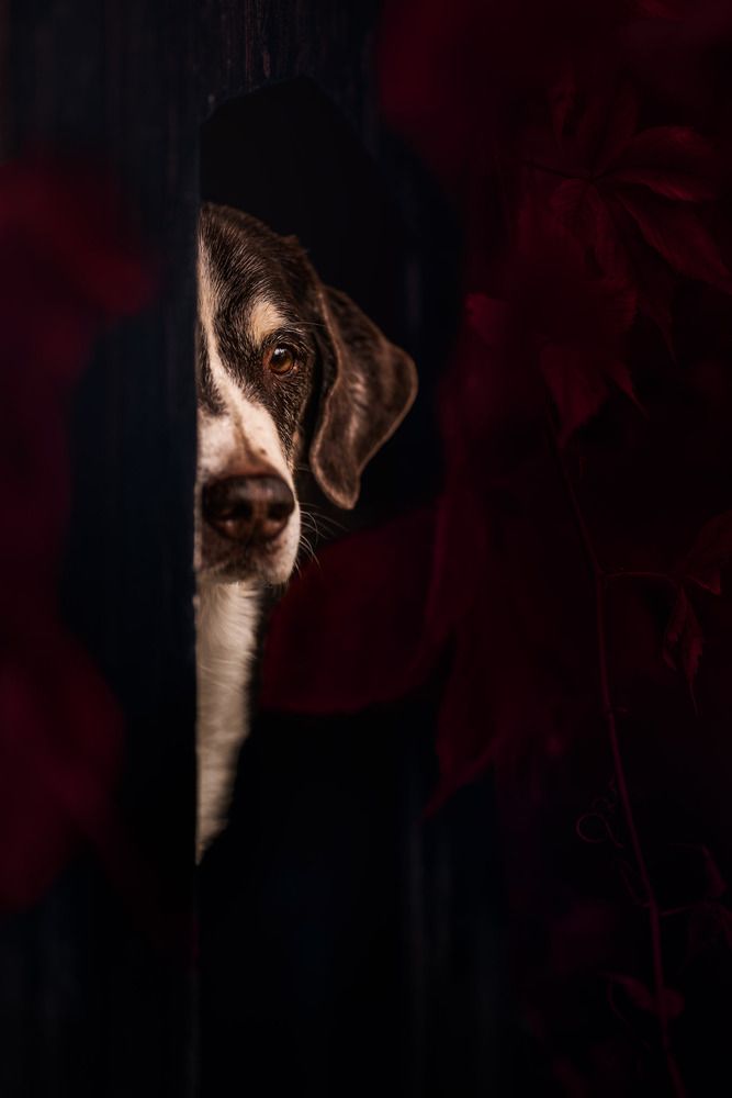 Photograph by Dina Untersee