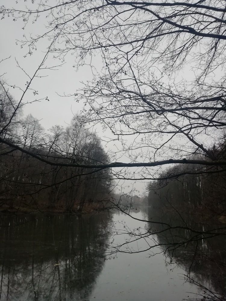 Шёпот ветвей: мелодия пруда