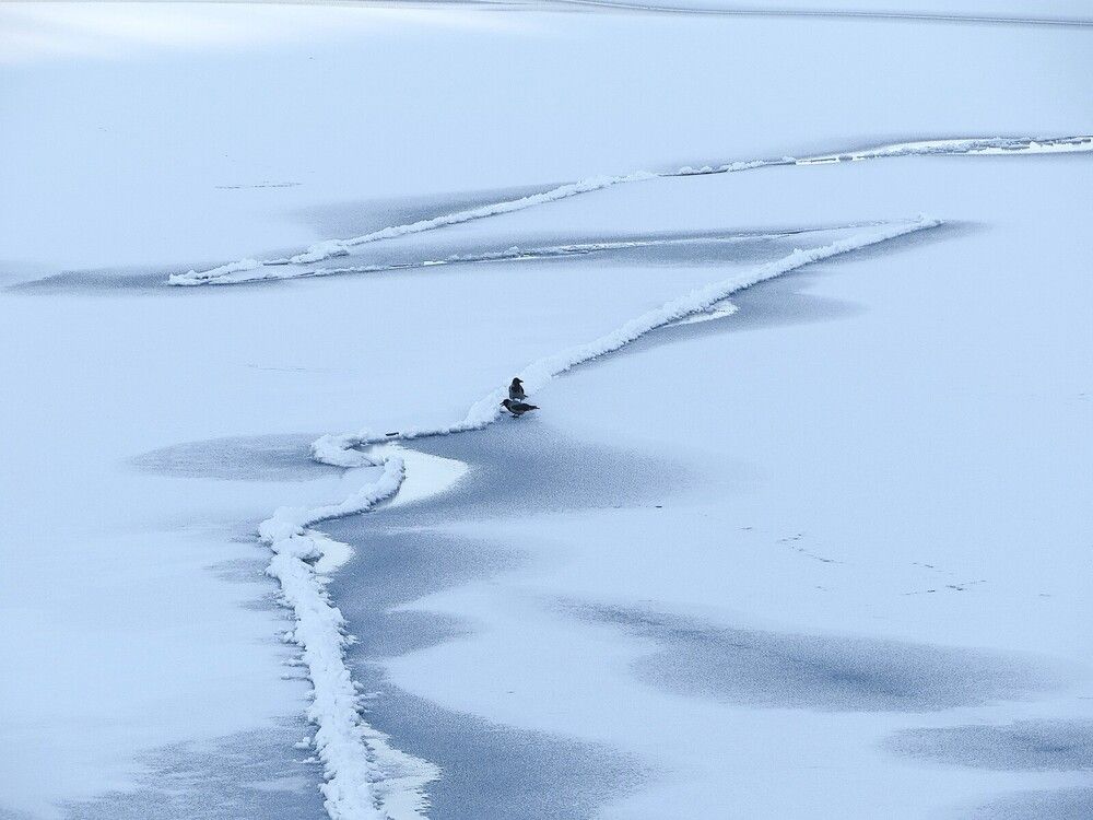 Вороны на реке