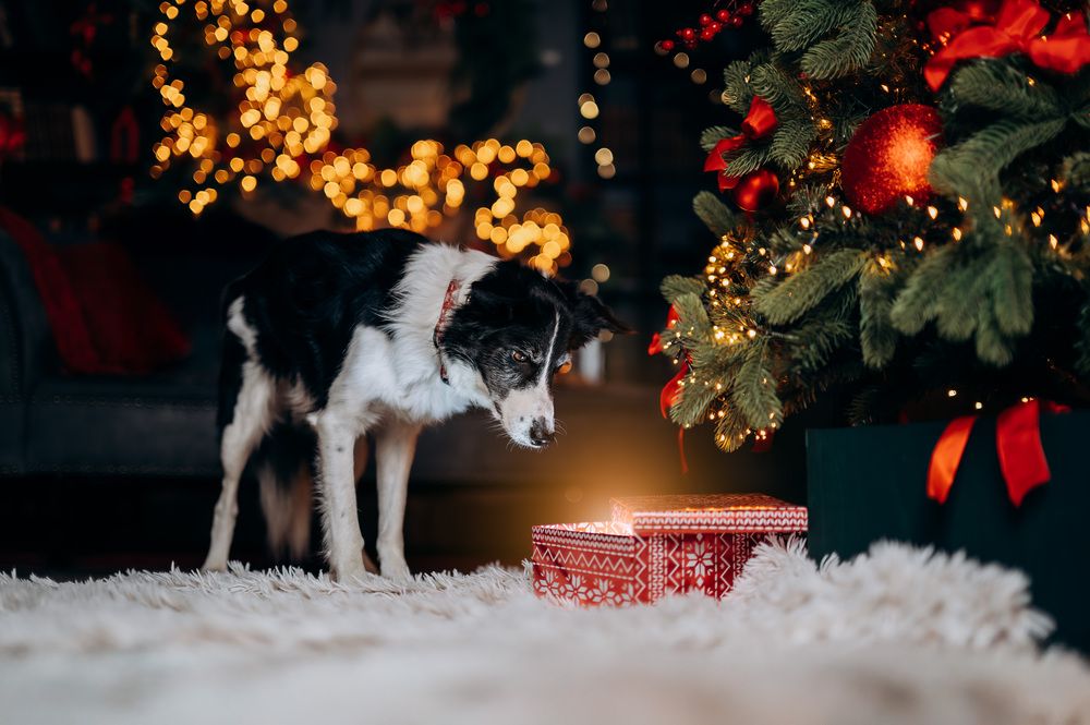 Photograph by Csenge Bálint