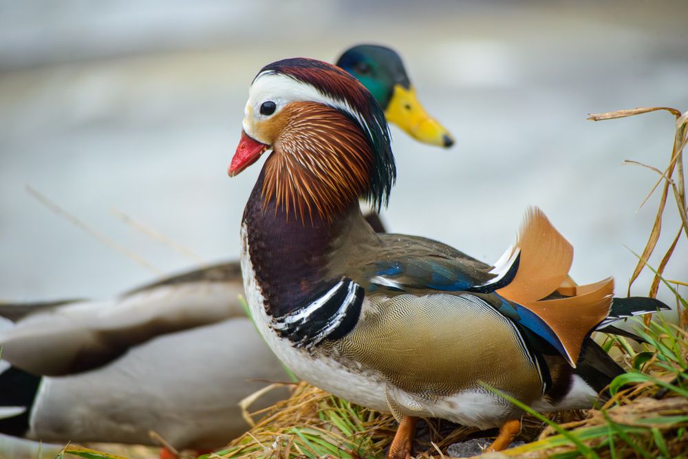 Photograph by Юрий Ступин