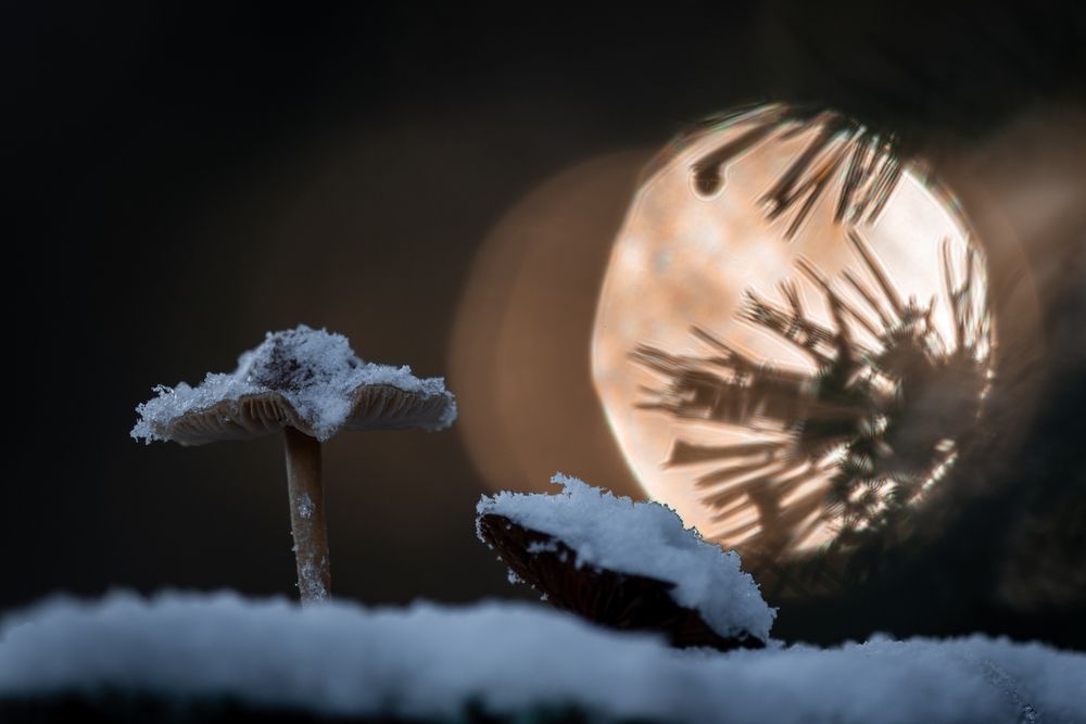 Фотография автора Mika Mgla