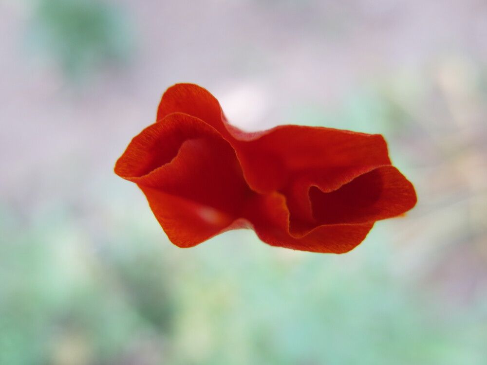 Photograph by ЭЛЬМИРА  ИСМАИЛОВА