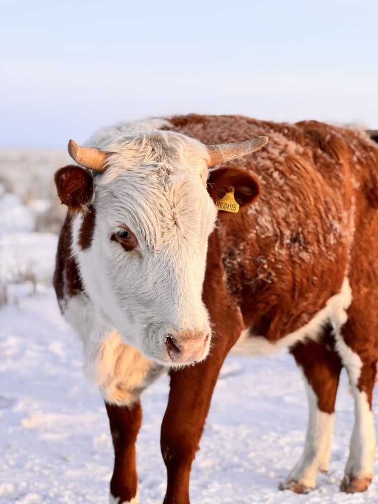 Фотография автора Ivan Sergeev