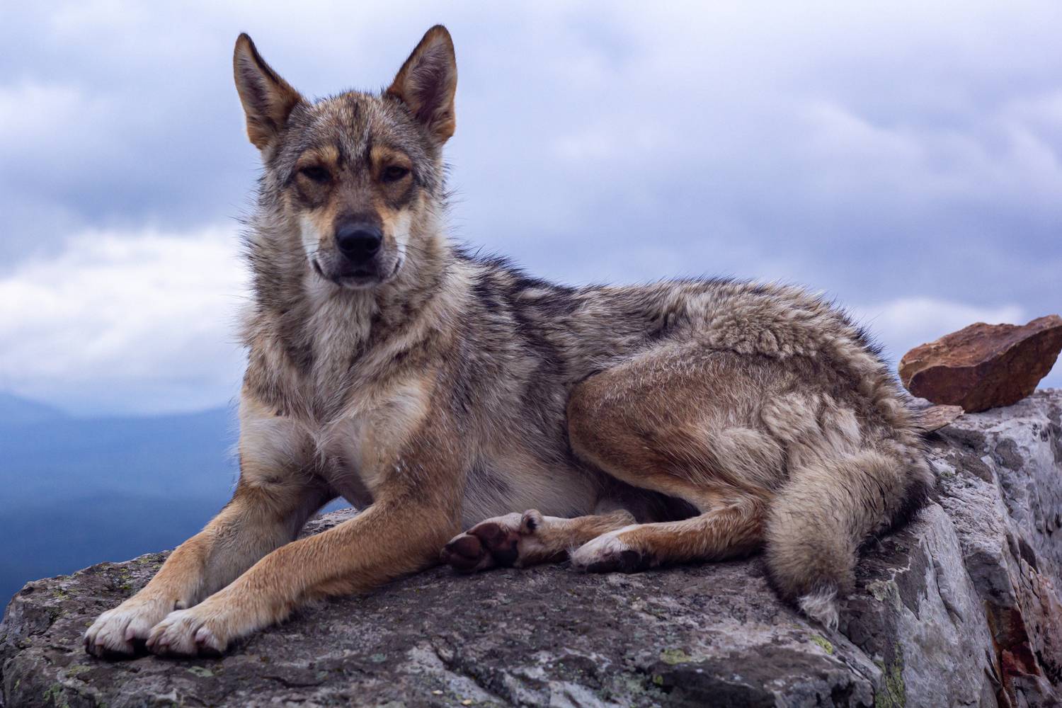 Собака-волк