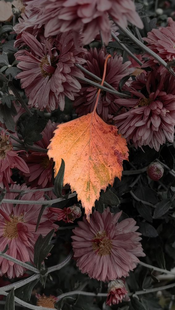 Photograph by Анастасия Семилетова