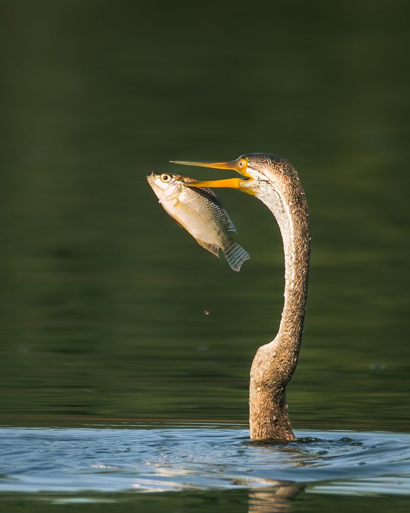 Photograph by MUKESH RAJAN S
