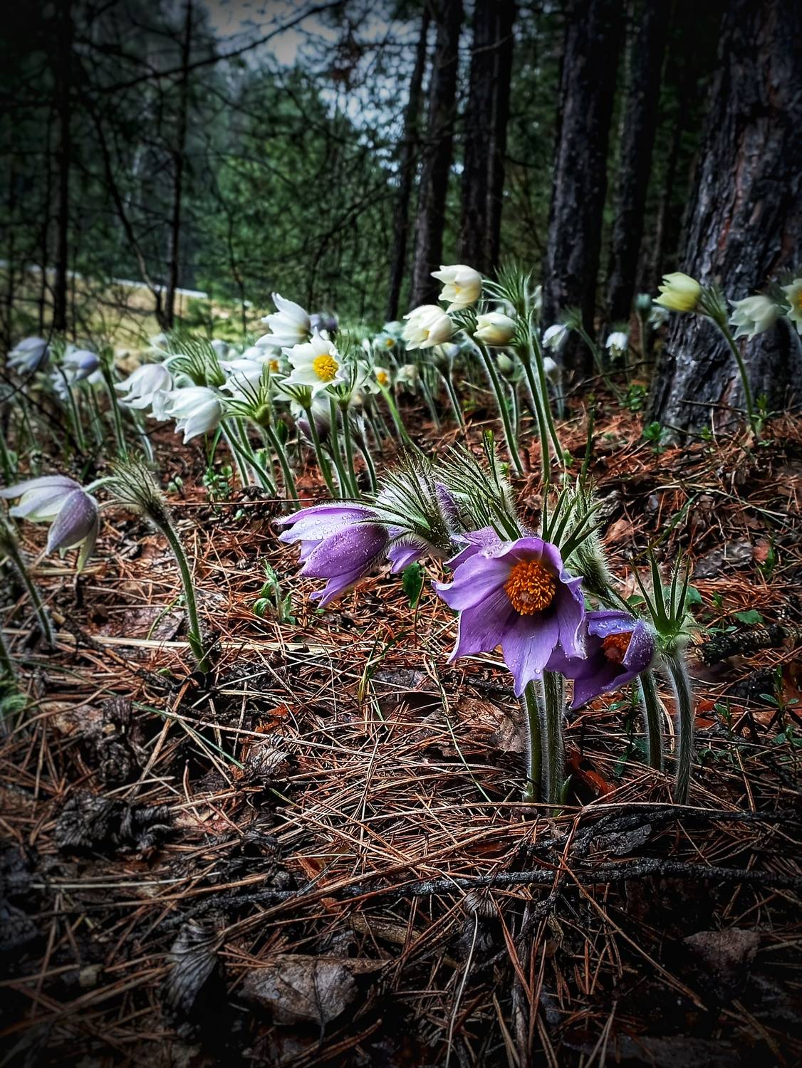 Фотография #12955839