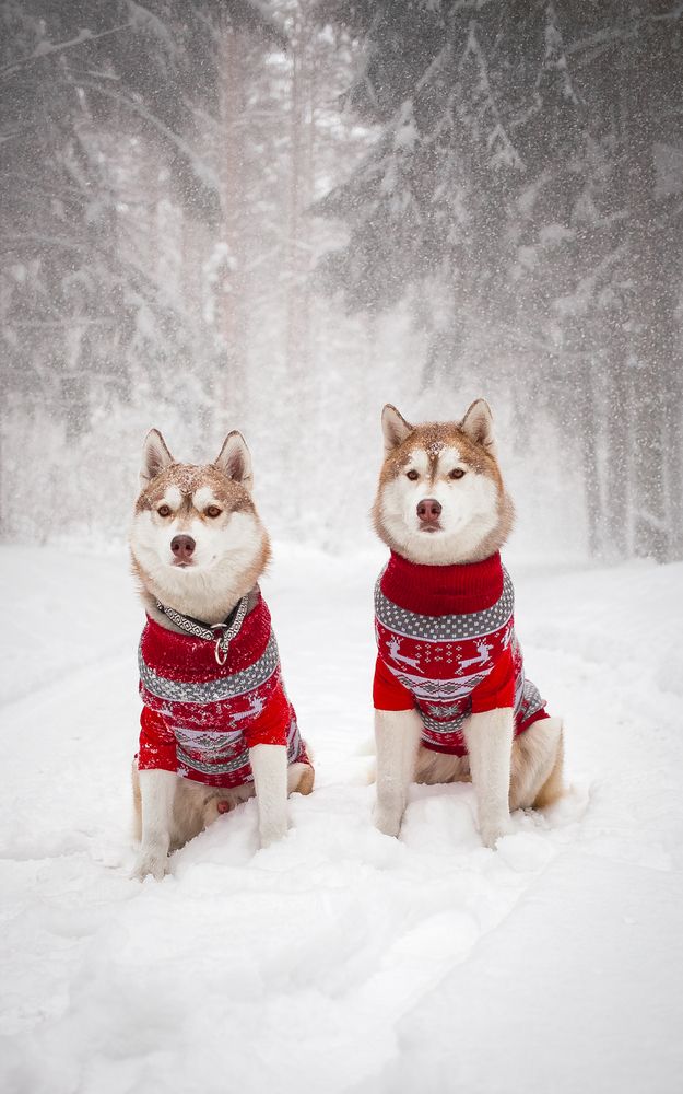 Photograph by Алина Перескокова