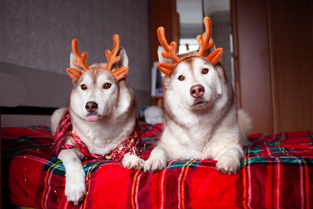 Photograph by Алина Перескокова