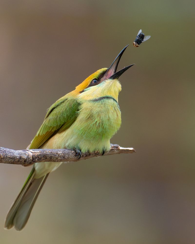 Photograph by Pham Anh Vu