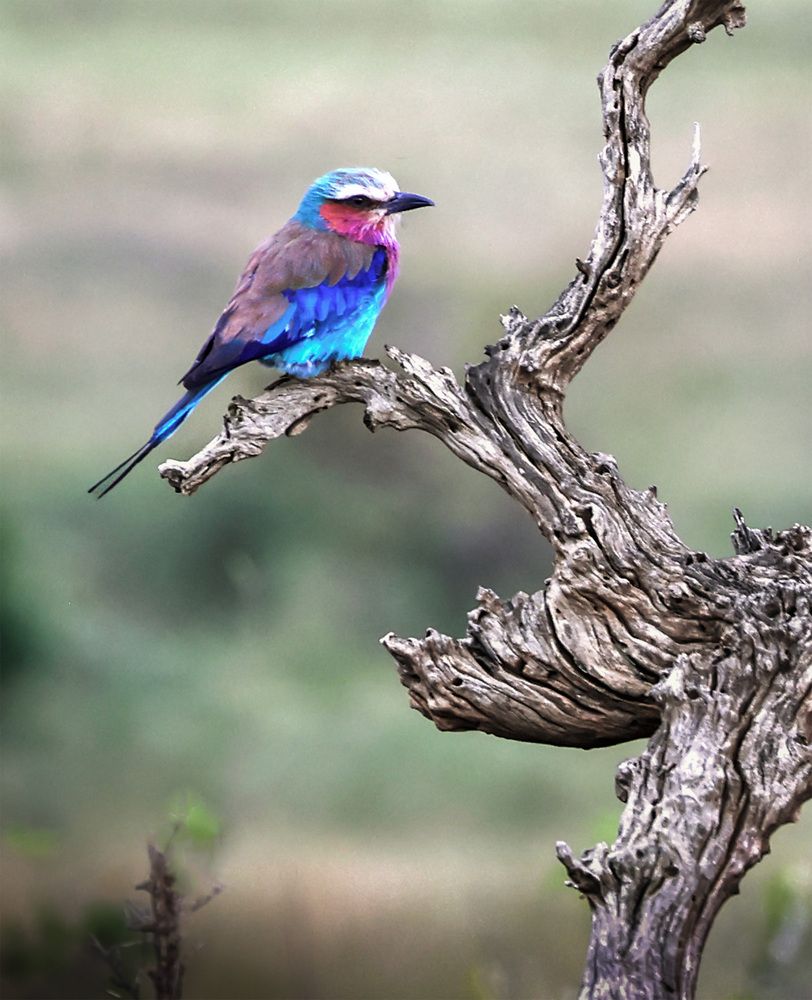 Jewel on the Withered