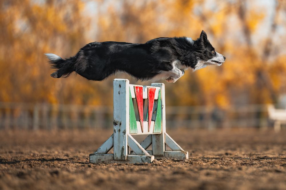 Perfect Jump