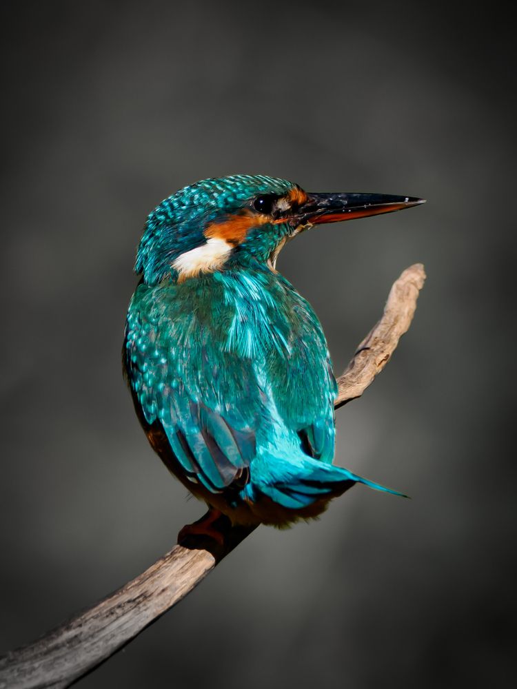 Photograph by Daniela Retzer