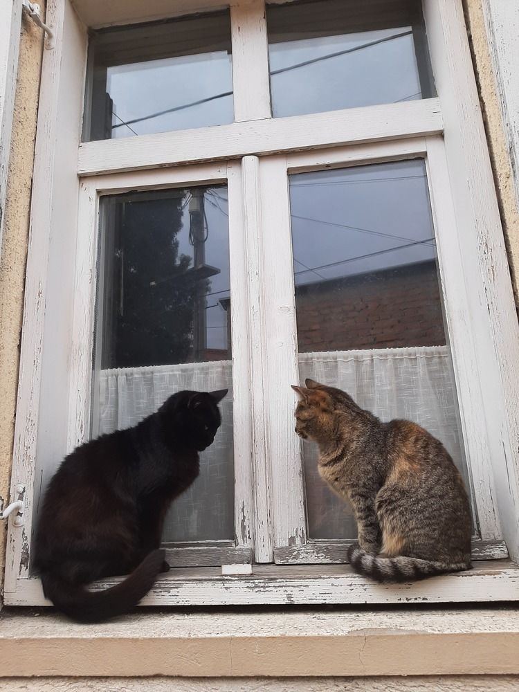 \"The Window\"