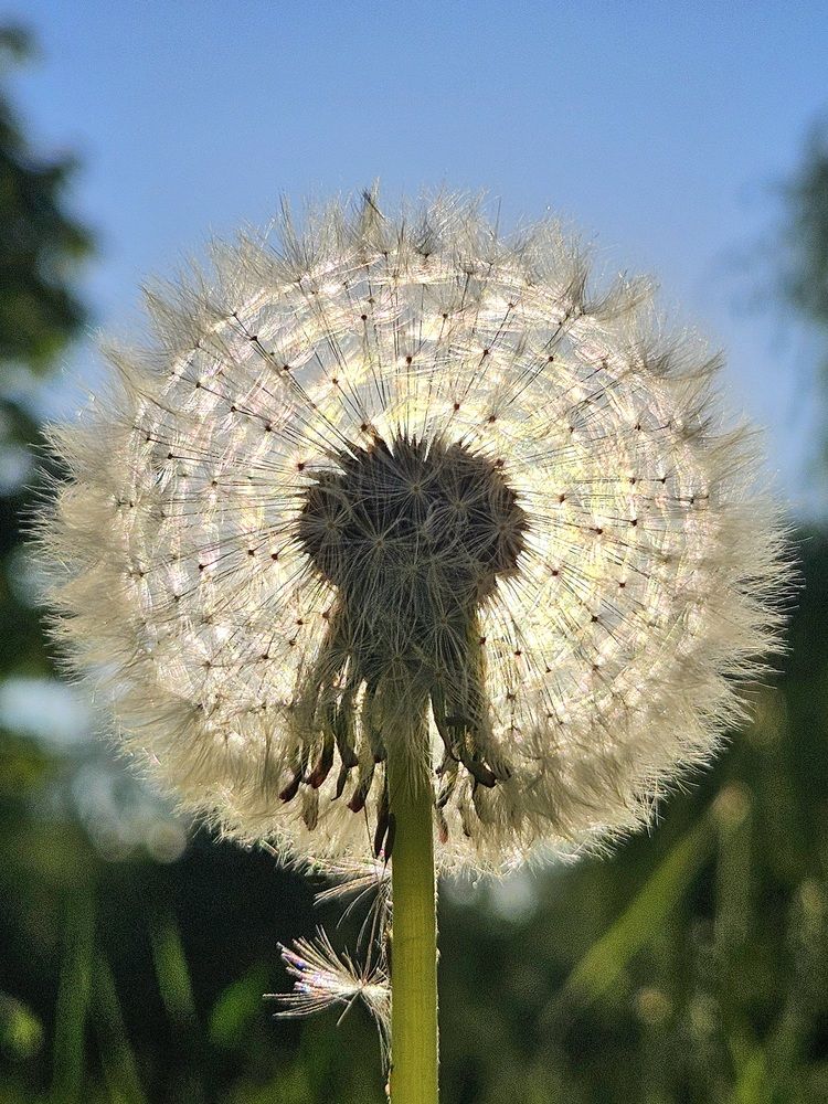 Фотография автора Elena Polonetskaya