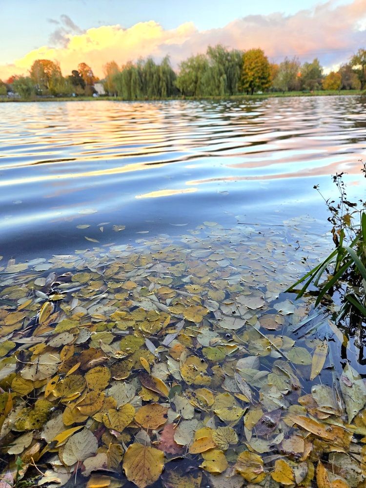 Фотография автора Elena Polonetskaya